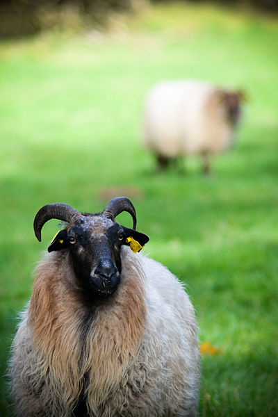 File:Drents Heide Schaap.jpg