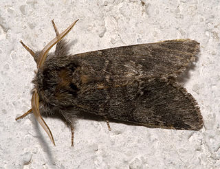 <i>Drymonia</i> Genus of moths
