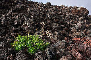 <i>Dubautia scabra</i> Species of plant