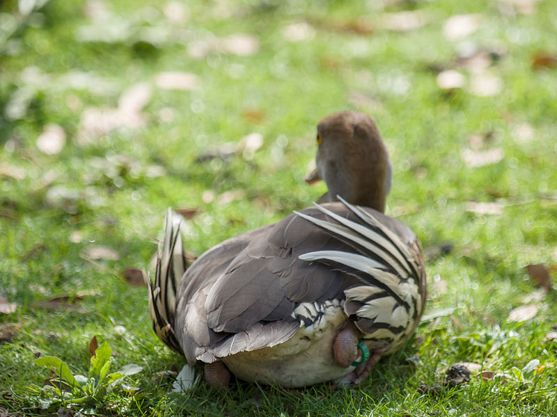 File:Duck, resting (14379112132).jpg