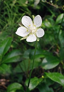 <i>Parnassia</i> Genus of flowering plants