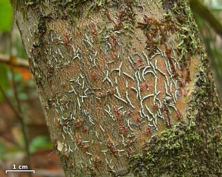 <i>Dyplolabia</i> Genus of lichen-forming fungi