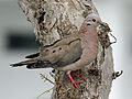 Eared Dove Lima RWD2.jpg