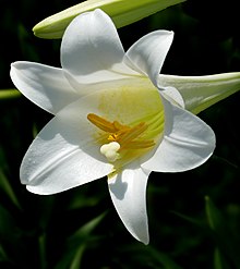 Easter Lily -- Lilium longiflorum.jpg