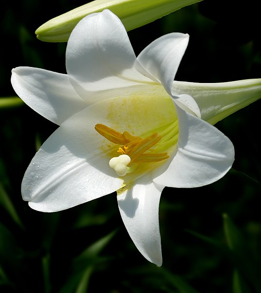 File:Easter Lily -- Lilium longiflorum.jpg