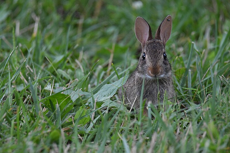 File:Eastern cottontail wilde lake 7.7.22 DSC 5926.jpg