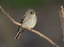 aves De Argentina