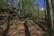 Burgruine, steiler Zugang von der östlichen SeiteBuchenwald und Blockschutt