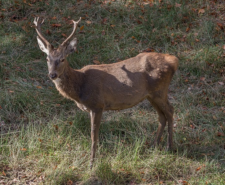 File:Ebrach Baumwipfelpfad Hirsch 170576.jpg