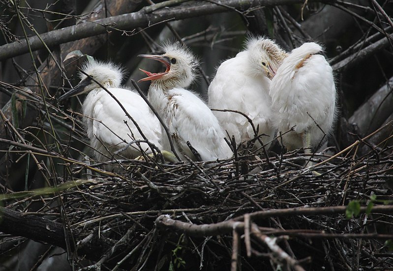 File:Egretta garzetta (juvenile s2).jpg