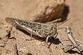 * Nomination: Egyptian grasshopper in National Park Dghoumès in the desertI, the copyright holder of this work, hereby publish it under the following license:This image was uploaded as part of Wiki Loves Earth 2024. --Bill.pix 11:43, 14 May 2024 (UTC) * Review Can you please add a more specific species category? Unidentified Caelifera IMHO isn't good enough. --C messier 20:04, 22 May 2024 (UTC) I added the correct category, I think it is Ok now --TOUMOU 04:13, 23 May 2024 (UTC)