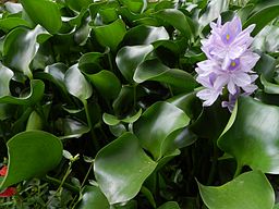 Eichhornia - Wikipedia, la enciclopedia libre