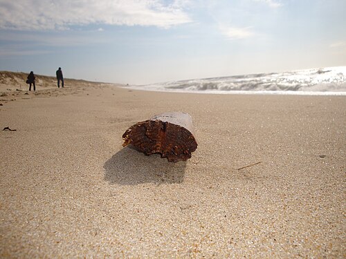 Sylt, Germany: A piece of wood as beach litter