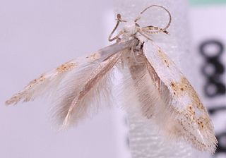 <i>Elachista nolckeni</i> Species of moth