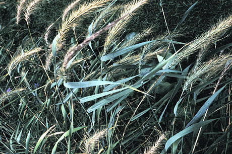 Elymus