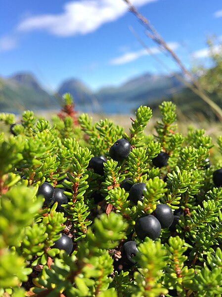 File:Empetrum nigrum 20170723 120018.jpg