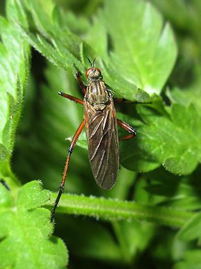 Descrizione dell'immagine Empis opaca (Empididae sp.), Arnhem, Paesi Bassi.jpg.