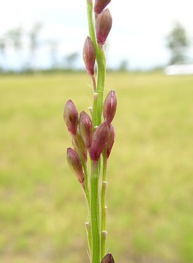 Entolasia marginata