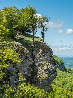 Beeches (Fagus sylvatica) on a rock near the summit of Txumarregi in the Entzia mountain range. Álava, Basque Country, Spain