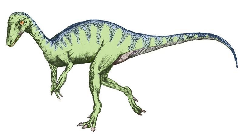 File:Eoraptor sketch5.png