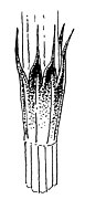 Pochwa liściowa E. ×trachyodon