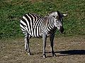 Zebra Granta