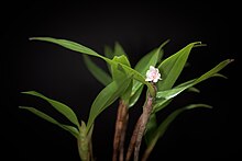 Eria sp. aff. nutans (Vietnam) (36664498295).jpg