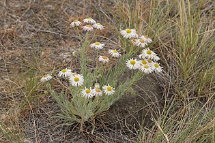 Erigeron filifolius