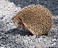 * Nomination West European Hedgehog (Erinaceus europaeus). --kallerna 19:53, 17 July 2009 (UTC) * Promotion very good --George Chernilevsky 20:59, 17 July 2009 (UTC)