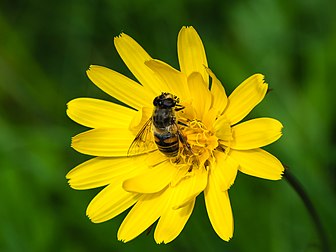 Mosca-das-flores (Eristalis tenax) em uma flor-do-prado (Tragopogon pratensis). (definição 4 208 × 3 156)