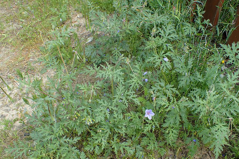 File:Erodium laciniatum kz3.jpg