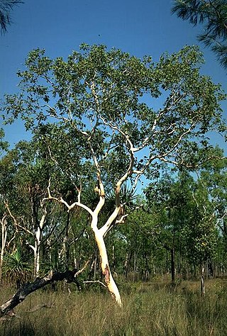 <i>Eucalyptus apodophylla</i> Species of eucalyptus