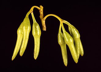 flower buds Eucalyptus aspratilis buds.jpg