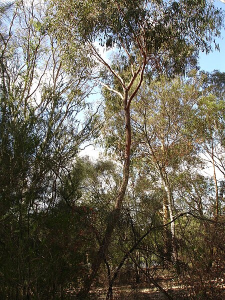 Eucalyptus_macrorhyncha