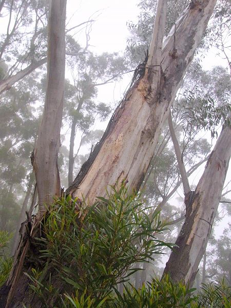 File:Eucalyptus stenostoma base of tree.JPG