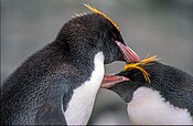 Xuddivalar xrizolofus -Antarctic-54.jpg