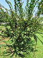 Eugenia uniflora (Brazilian cherry) tree in RDA, Bogra