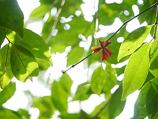 <i>Euonymus indicus</i> Species of plant