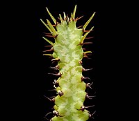 Euphorbia vallaris