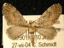 Eupithecia coloradensis.jpg