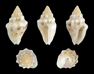 <i>Euplica varians</i> Species of gastropod