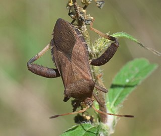 <i>Euthochtha</i> Genus of true bugs