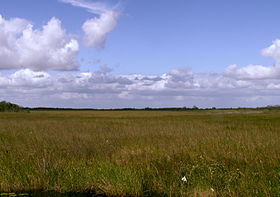 Everglades Sawgrass Prairie Moni3.JPG