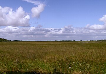 File:Everglades_Sawgrass_Prairie_Moni3.JPG