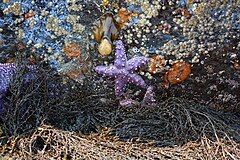 File:Extreme low tide at Charles Richey Sr. Viewpoint 16.jpg (Category:Pisaster ochraceus)