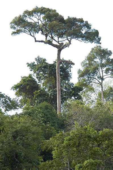 Emergent tree rising above the main canopy in Khao Yai National Park forest