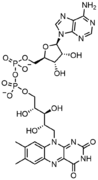 FAD, a dinucleotide enzymatic cofactor in which one of the ribose sugars adopts a linear configuration rather than a ring.