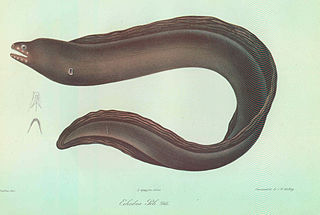 <i>Echidna peli</i> Species of fish