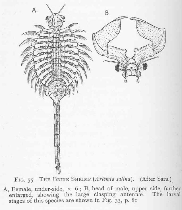 File:FMIB 46434 Brine Shrimp (Artemia salina).jpeg - Wikimedia Commons