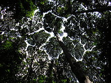 A Dryobalanops aromatica canopy at FRIM showing crown shyness. FRIM canopy.JPG